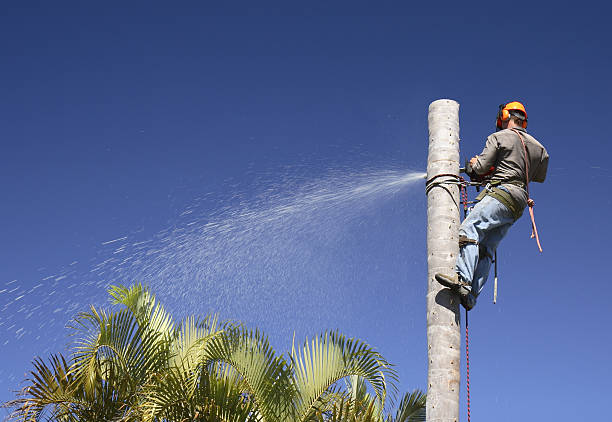  Wimberley, TX Tree Services Pros