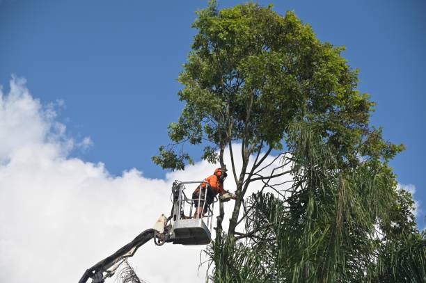 Best Tree Mulching  in Wimberley, TX