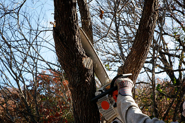 Best Hedge Trimming  in Wimberley, TX