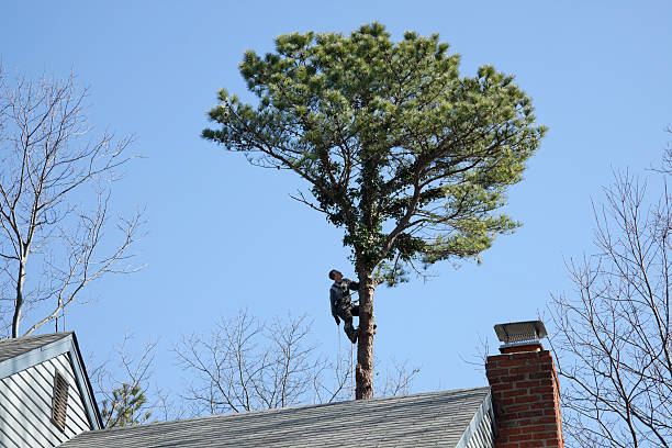 Best Hazardous Tree Removal  in Wimberley, TX