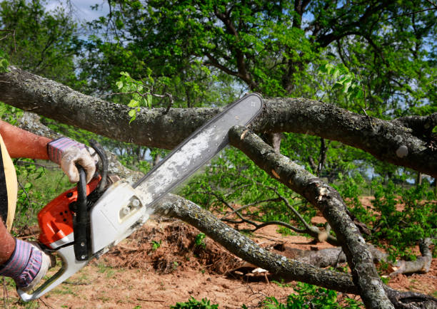 Reliable Wimberley, TX Tree Services Solutions