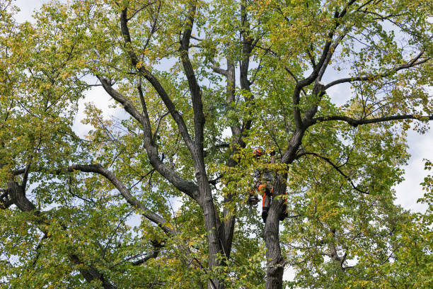 How Our Tree Care Process Works  in  Wimberley, TX