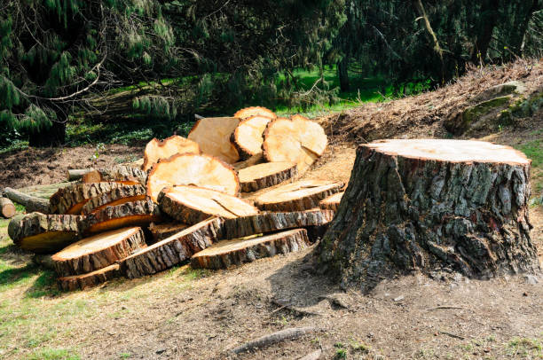 Best Leaf Removal  in Wimberley, TX